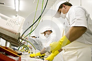 Comida Procesando trabajadores 