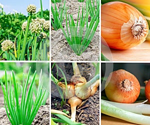 Food Production. Agriculture Collage. Agriculture onion Farming collage. Square photo