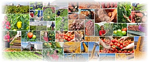 Food Production - Farming - Agriculture Collage