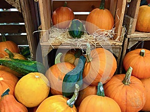 Food pumpkins and ornamental gourds