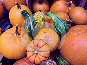 Food pumpkins and ornamental gourds