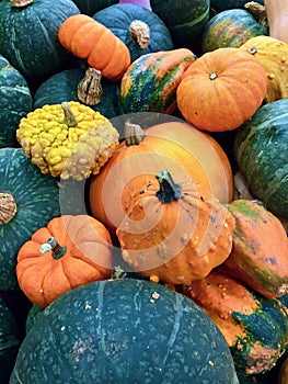 Food pumpkins and ornamental gourds