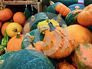 Food pumpkins and ornamental gourds