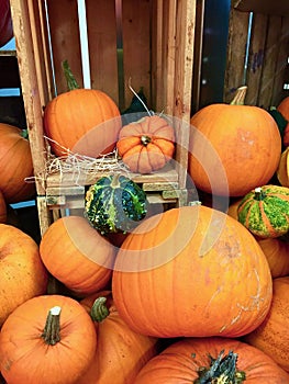 Food pumpkins and ornamental gurds