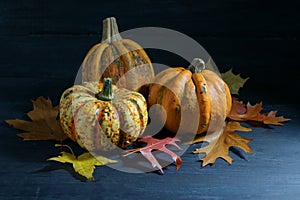 Food pumpkins or squashes and colored autumn leaves on a dark blue wooden background, seasonal arrangement for Halloween and