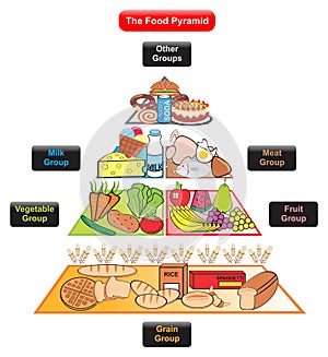 The food pyramid infographic diagram including different groups