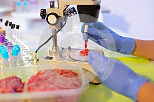 Food quality control expert inspecting at meat