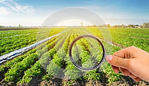 The food scientist checks the potato for chemicals and pesticides. Study quality of soil and crop. Growing organic vegetables. Eco