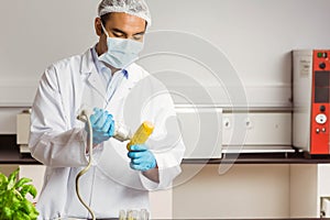 Male lab technician inspecting corn ear with scanner on lab bench near vials, copy space