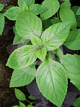 Food seasoning - grass, basil plant on a bed in the garden. Basil leaves. The main seasoning of Italian cuisine.Green.