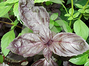 Food seasoning - grass, basil plant on a bed in the garden. Basil leaves. The main seasoning of Italian cuisine. Green.