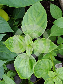 Food seasoning - grass, basil plant on a bed in the garden. Basil leaves. The main seasoning of Italian cuisine. Green.