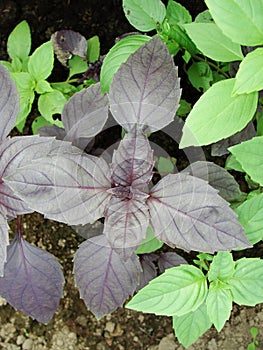 Food seasoning - grass, basil plant on a bed in the garden. Basil leaves. The main seasoning of Italian cuisine.Green and purple.