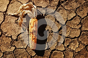 Food Security, World Food Crisis Concept. Environmental Impact. Global Issues in Agricultural Food Production. Dry and Wilted Corn