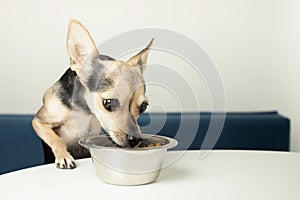 food for small dog breeds, pet feed, funny hungry dog eats from a dog bowl dry tasty food