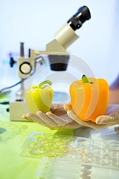 Food testing in the laboratory. GMO food