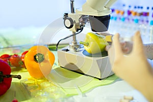 Food testing in the laboratory. GMO food