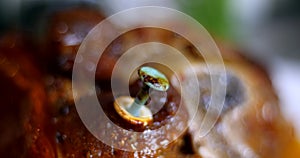 Food thermometer in baked meat closeup