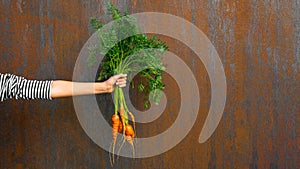 Food, vegetarian vegan bio vegetables thanksgiving autumn background - Young girl holds freshly harvested carrots in her hands, in