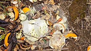 Food waste in a compost heap.