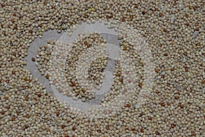 Food for wavy parrot white, yellow, black and red millet