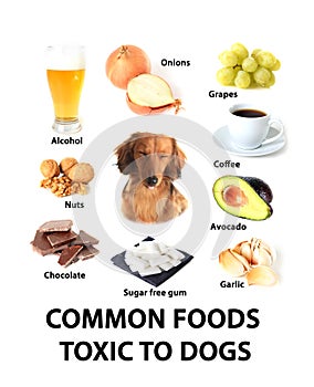 Foods toxic to dogs