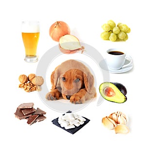 Foods toxic to dogs photo