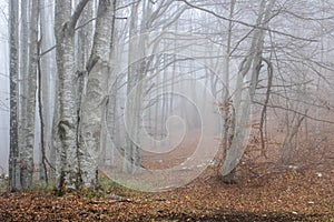 Foogy outside morning in forest photo