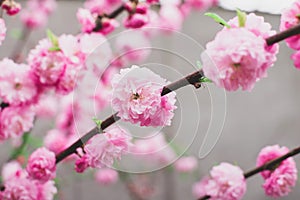 Fool bloom of pastel pink flowers of oriental chinese cherry sakura tree.