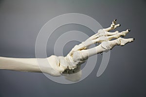 Foot of an adult skeleton