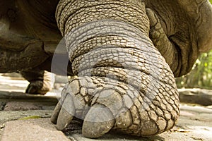 Foot of a Aldabra giant tortoise