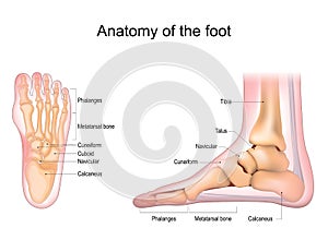 Foot anatomy. Human foot with the name and description of all bones and sites