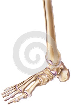 Foot and Ankle - Bones & Joints photo