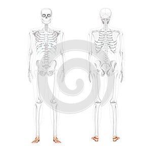 Foot and ankle Bones Skeleton Human front back view with partly transparent bones position. Set of realistic flat photo
