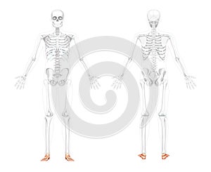 Foot ankle Bones Skeleton Human front back view with two arm open pose with partly transparent body position. Realistic