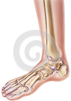 Foot & Ankle - Showing Bones and Joints