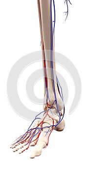 The foot blood vessels