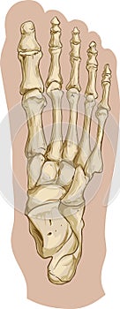 Foot bone anatomy photo