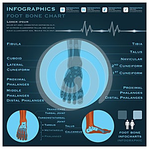 Foot Bone Infographic Infocharts Health And Medical