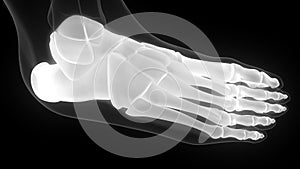 Foot Bone Joints of Human Skeleton System Anatomy X-ray 3D rendering