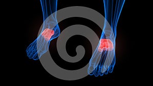 Foot Bone Joints of Human Skeleton System Anatomy X-ray 3D rendering