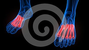 Foot Bone Joints of Human Skeleton System Anatomy X-ray 3D rendering