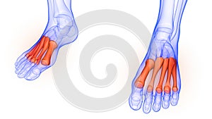 Foot Bone Joints of Human Skeleton System Anatomy X-ray 3D rendering