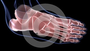 Foot Bone Joints of Human Skeleton System Anatomy X-ray 3D rendering