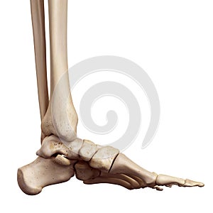 The foot bones