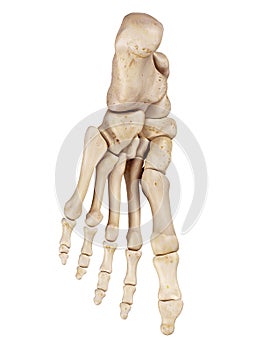 The foot bones