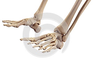 The foot bones