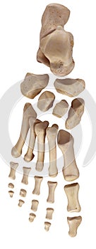 The foot bones