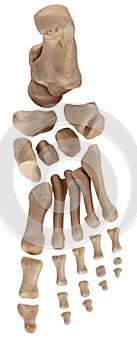 The foot bones