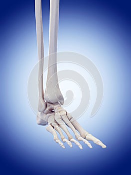 The foot bones